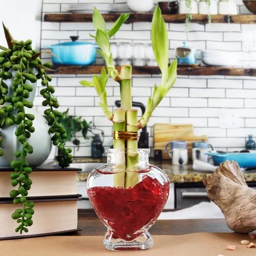 Vista 2 de NW Wholesaler - Planta de bambú de la suerte viva de 3 tallos (1 tallo de 6 pulgadas, 2 tallos de 4 pulgadas) - Plantas de interior vivas