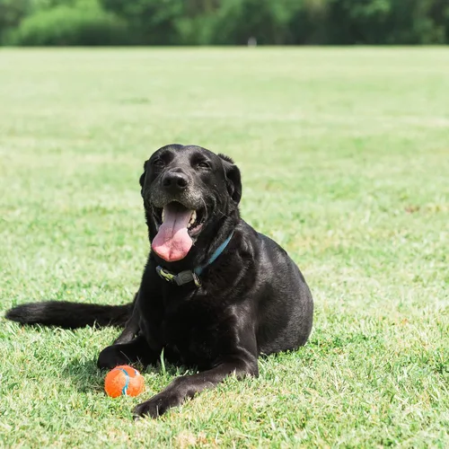 Vista 2 de Pelota de tenis para perros Chuckit!, juguete pequeño (5 cm de diámetro) para perros de 0-9 kg, paquete con envoltorio retráctil de 2