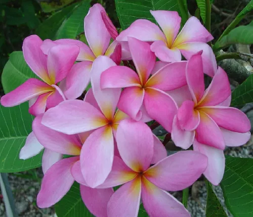 Vista 9 de Hawaiian Rare Plumeria Frangipani - Planta esquejes de planta roja, blanca, amarilla, rosa, 10 pulgadas, Discount Hawaiian Gifts LQ4 (rosa)
