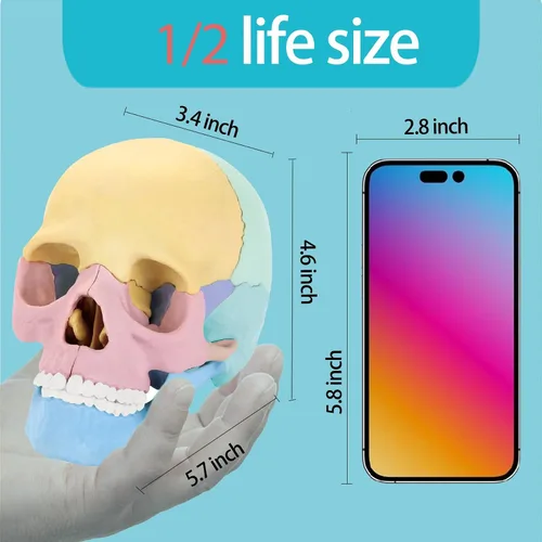 Vista 6 de Nuevo modelo de calavera de anatomía humana 2026, rompecabezas de 17 partes con 10 tarjetas flash de conocimiento, mini modelo médico desmontable