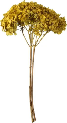 Vista 15 de Vickerman Hortensias de musgo antiguo de 15 pulgadas con múltiples segmentos de rama. Conservada