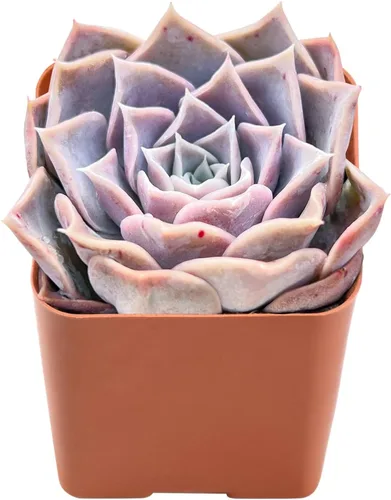 Vista 11 de Plantas suculentas vivas de 2", Aeonium 'Superbang', suculentas mini en maceta, planta de interior de fácil cuidado, regalos únicos, decoración