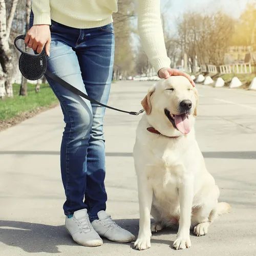Vista 5 de eing Correa retráctil para perro, correa para caminar para mascotas con mango antideslizante, cinta de nailon fuerte, sin enredos de 360°, adecuada
