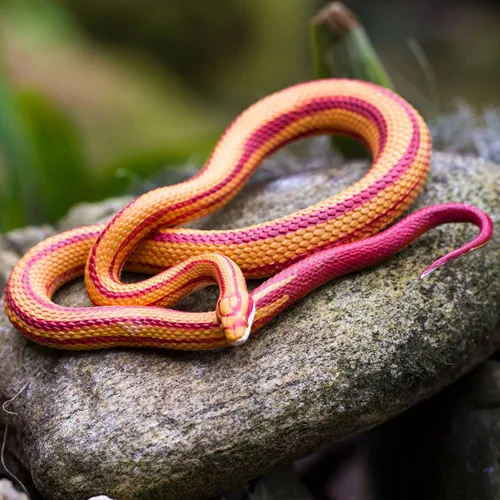 Vista 9 de Safari Ltd. Figura de serpiente de maíz, figura realista de modelo de 5.25 pulgadas, juguete educativo para niños, niñas y niños a partir de 3 años