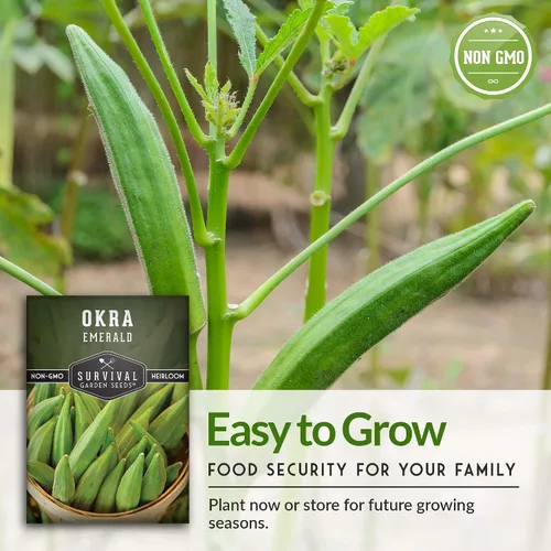 Vista 7 de Survival Garden Seeds - Semilla de okra esmeralda para plantar - Paquete con instrucciones para plantar y cultivar Okra tierna y grande en tu huerto