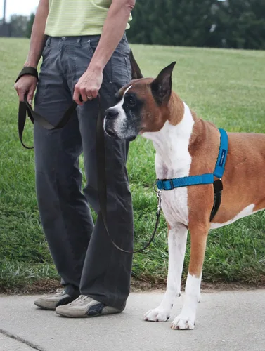 Vista 2 de PetSafe Easy Walk Deluxe Arnés para Perros, Arnés para Perros Sin Tirones – Perfecto para Entrenamiento con Correa y Arnés – Evita que las Mascotas