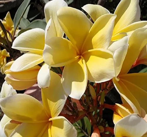 Vista 9 de Corte de plumeria hawaiana amarilla de 10 pulgadas