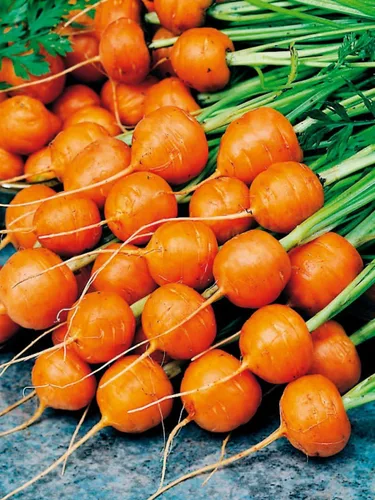 Vista 3 de Zanahoria dulce mercado de París redondo naranja herencia vegetal sin OMG para plantar