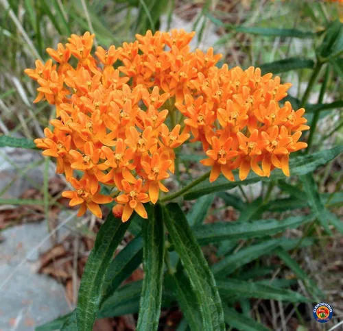 Vista 4 de 40 semillas de algodoncillo mariposa Asclepias tuberosa nativa perenne para monarcas