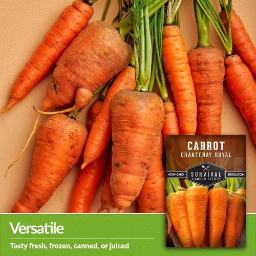 Vista 3 de Royal Chantenay - Semillas de zanahoria para plantar, zanahorias cortas tradicionales para suelos pesados, raíces dulces y tiernas para cosechas
