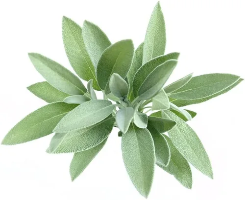Vista 4 de Hoja ancha de salvia (50 semillas)