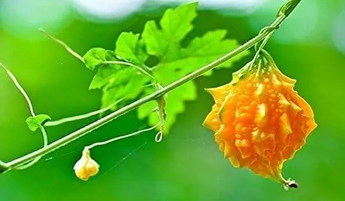 Vista 2 de Indian bebé Melón seeds- Amarga melon-bitter calabaza de, el uso como Vegetable & zacate