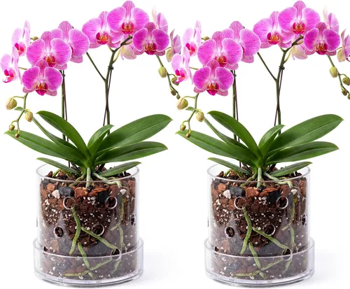 Vista 11 de Maceta de orquídea acrílica transparente de 4 pulgadas con agujeros redondos de 360° y bandeja