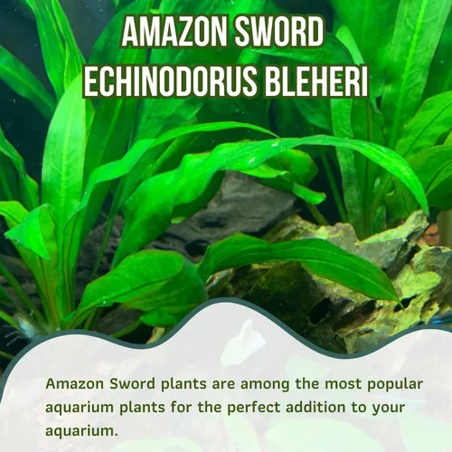 Vista 2 de Mainam Amazon Sword Echinodorus Bleheri - Decoraciones tropicales de agua dulce para acuario (3 unidades)