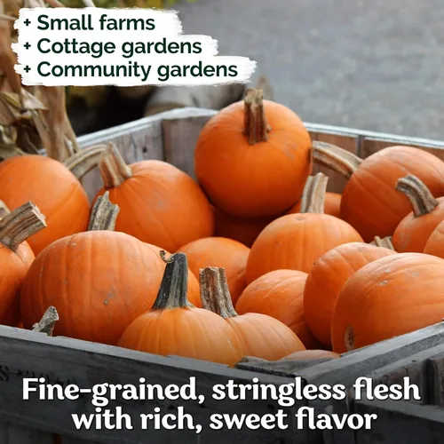 Vista 4 de KVITER 50 semillas de calabaza de azúcar orgánicas (Cucurbita Pepo) – Semilla de calabaza pequeña reliquia, carne dulce de grano fino para enlatar