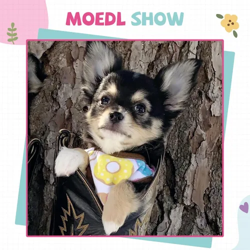 Vista 7 de Camisa para perros pequeños, lindas camisetas de algodón suave sin mangas para perros pequeños, gatos, chaleco para perritos, camiseta