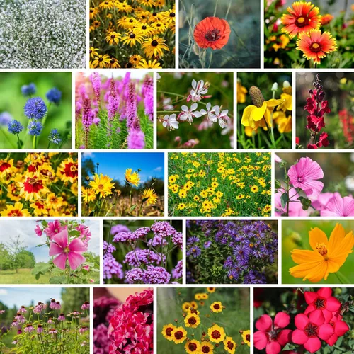 Vista 11 de Semillas de flores silvestres a granel - Mezcla de flores silvestres del medio oeste - 1 libra 640,000+ flores silvestres de la pradera - Semillas