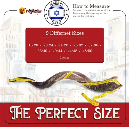 Vista 3 de Juego de Shofar Kudu medio pulido Kosher de Israel, más bolsa, certificado oficialmente firmado, cuerno de Shofar Kosher hecho en Israel