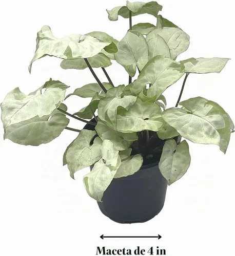 Vista 2 de BubbleBlooms Syngonium Moonshine en una olla de 4 pulgadas con cabeza de flecha abigarrada vid rara