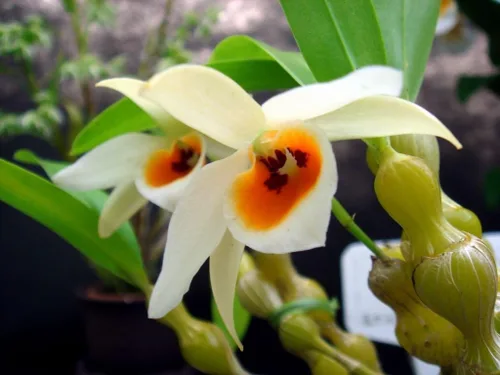 Vista 2 de 4 plantas de orquídeas vivas para elegir (Dendrobiums)