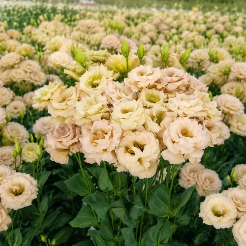 Vista 3 de Planta de Eustoma Lisianthus rosa, planta de flores de jardín al aire libre, 2-3 pulgadas de alto