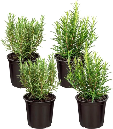 Vista 17 de Hierba aromática y comestible viva, lavanda (4 por paquete), potenciador natural del sueño, 6 pulgadas de alto por 4 pulgadas de ancho en 1 pinta