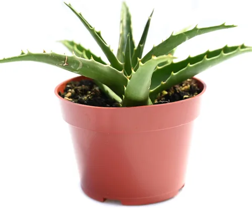 Vista 7 de Planta suculenta de aloe vivo, suculenta de aloe grande de 4 pulgadas completamente enraizada (Aloe Aristata)