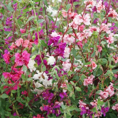 Vista 6 de Pop's Mezcla de semillas de flores silvestres de colibrí y mariposa (individual)