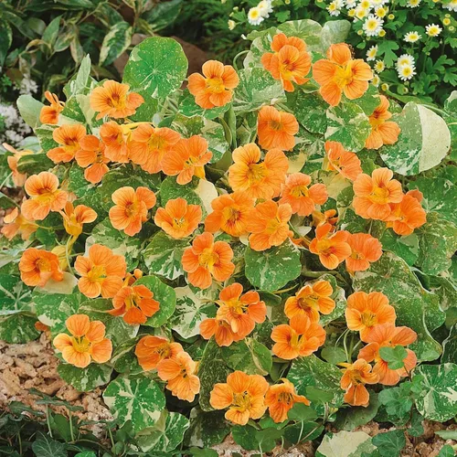 Vista 22 de Eden Brothers Semillas de Nasturtium - Semillas de Alaska Gold sin transgénicos para plantar, 1 onza Semillas de flores de bajo mantenimiento