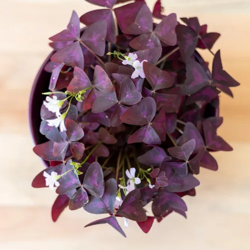 Vista 8 de Planta Oxalis de color púrpura intenso, arbusto de trébol morado, planta ornamental de floración de primavera, 4-8 pulgadas de alto para crecer