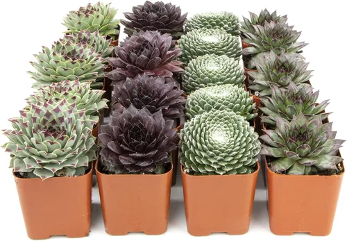Vista 3 de Plantas suculentas 20 suculentas Sempervivum Enraizadas en macetas con tierra Plantas de interior reales Regalos o decoración de habitación