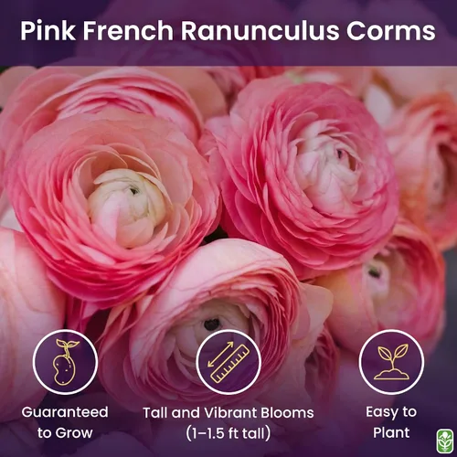 Vista 2 de Cormos de ranúnculo francés rosa, 12 bulbos de tamaño más grande, bombillas de primera calidad para flores vibrantes, ideales para camas de jardín