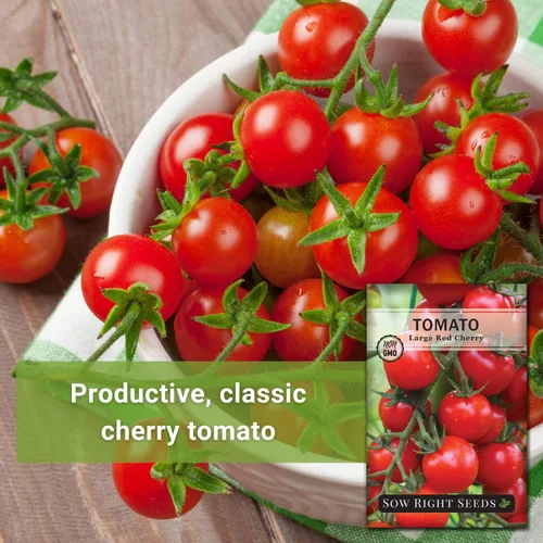 Vista 3 de Sow Right Seeds - Semillas grandes de tomate cereza roja para plantar - Paquete de reliquia sin OMG con instrucciones para plantar un huerto casero