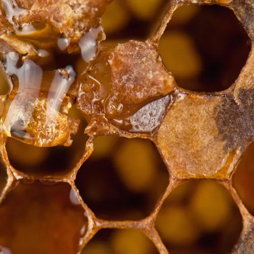 Vista 6 de Herb Pharm Extracto de hierbas líquido de propóleos: Apoyo inmunológico de propóleos Propóleo de abeja para el bienestar Extracto líquido