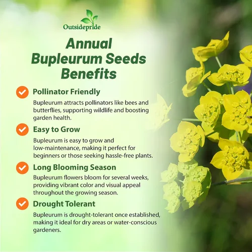 Vista 3 de Outsidepride Hare's Ear Bupleurum Seeds – 2000 unidades. Semillas anuales, tolerantes a la sequía y de bajo mantenimiento, semillas de flores