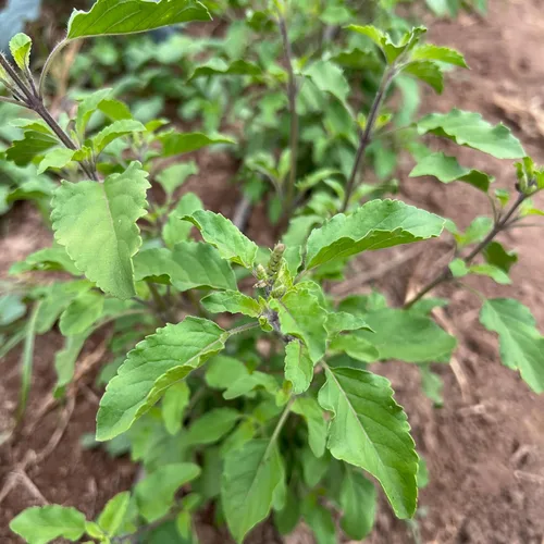Vista 5 de Plant Good Seed Colección de semillas orgánicas de albahaca sagrada Tulsi, 3 paquetes/200 semillas cada una, semillas tradicionales de Kapoor, Rama