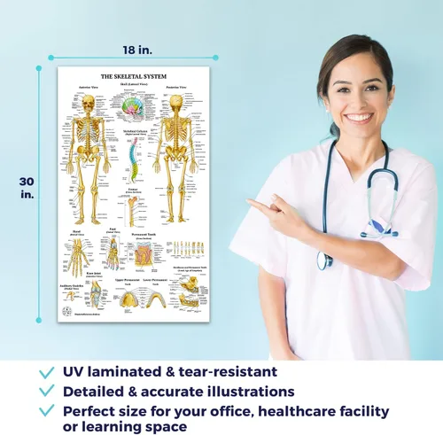 Vista 5 de 11 pósteres de anatomía humana - Carteles médicos, esqueléticos, masculinos femeninos, musculares, circulatorios, linfáticos, reproductivos
