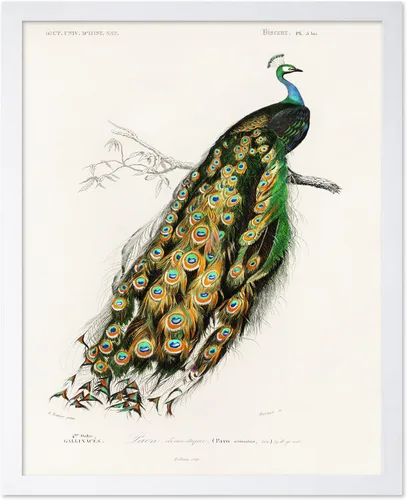 Vista 78 de Poster Master Póster vintage de James Audubon – Impresión retro de amargo americano – Arte de aves de América – Regalo para hombres, mujeres
