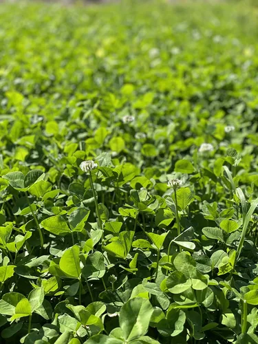 Vista 4 de Hale Habitat & Seed Ladino White Clover - Semilla de parcela de alimentos, 5 libras, perenne