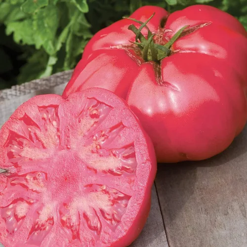 Vista 8 de Burpee 'Big Rainbow' Heirloom, Tomate Grande Beefsteak para Rebanar, 100 Semillas Sin OGM