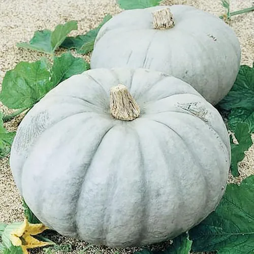 Vista 4 de Jarrahdale - Semillas grandes de calabaza azul, de 6 a 10 libras, una de las calabazas más interesantes y decorativas, así como deliciosas