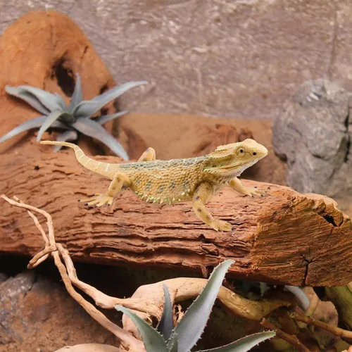 Vista 7 de Figura de lagarto Juguetes de animales de lagarto, juguetes de lagartos, juguetes de lagartos de plástico, figuras de animales de dragón barbudo