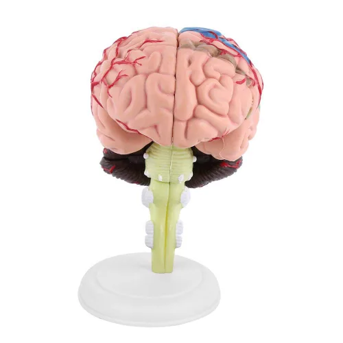 Vista 6 de Modelo de cerebro de anatomía 4D Desmontado Modelo de cerebro humano Anatomía estructural Herramienta de aprendizaje de enseñanza médica