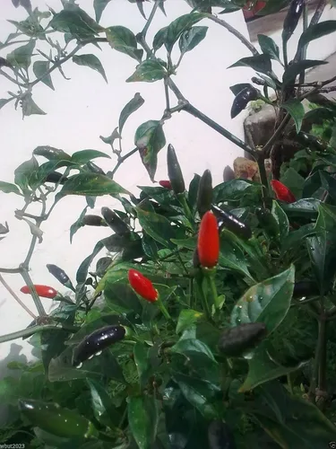 Vista 2 de Pimienta vietnamita del diablo – pequeño, negro (10 semillas) súper caliente, muy raro