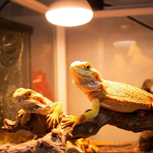 Vista 8 de REPTI ZOO Lámpara de calor para reptiles, paquete de 2 lámparas de 50 W para reptiles UVA luz diurna lámpara de calefacción bombilla bombilla luz