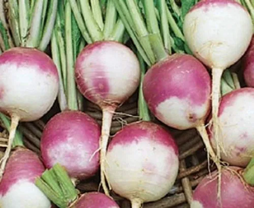Vista 3 de Purple Top White Globe - Semillas de nabo (1 libra) Seeds2Go