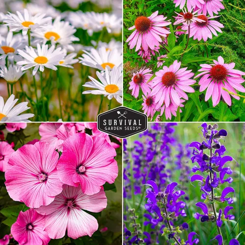 Vista 5 de Survival Garden Seeds Colección de flores perennes, margarita Shasta, equinácea, altramuz Russell, malva rosa, salvia azul y mezcla de flores