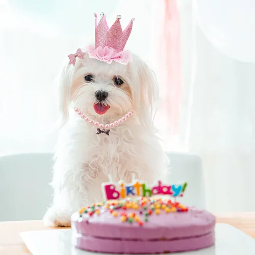 Vista 5 de Disfraz de tutú para perro, tutú rosa para perros pequeños y medianos, suministros para fiesta de cumpleaños, sombrero de cumpleaños para perro