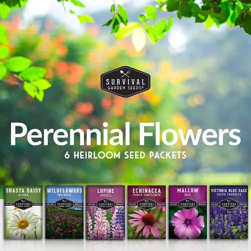 Vista 2 de Survival Garden Seeds Colección de flores perennes, margarita Shasta, equinácea, altramuz Russell, malva rosa, salvia azul y mezcla de flores