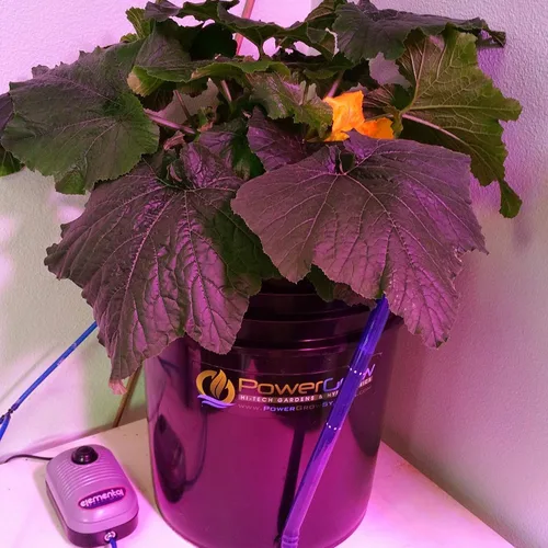Vista 2 de Deep Water Culture (DWC) kit de técnicas hidropónicas con cubeta de 5 galones, x 6 pulgadas.